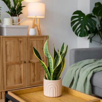 Ideias de Decoração Sustentável: Como Deixar Sua Casa Linda e Consciente 